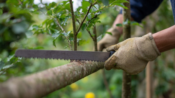 Cięcie gałęzi przy pomocy ręcznej piły japońskiej