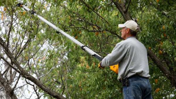 Mężczyzna przycina drzewo przy pomocy pilarki na wysięgniku